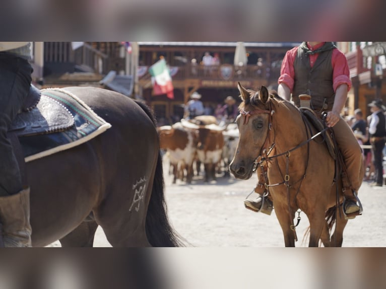 Ungarisches Sportpferd Mix Wallach 12 Jahre 150 cm Falbe in Taufkirchen (Vils)