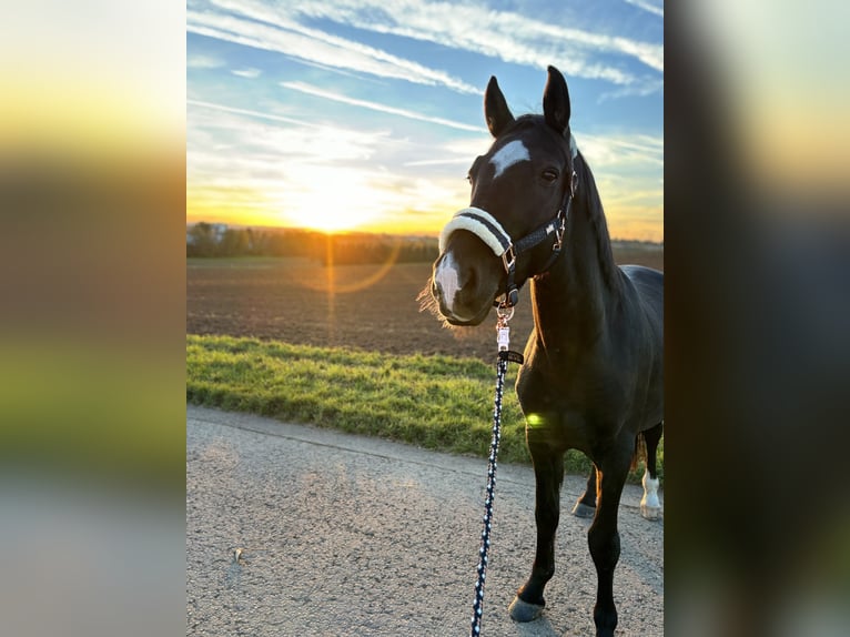 Ungarisches Sportpferd Wallach 12 Jahre 153 cm Rappe in Esslingen am Neckar