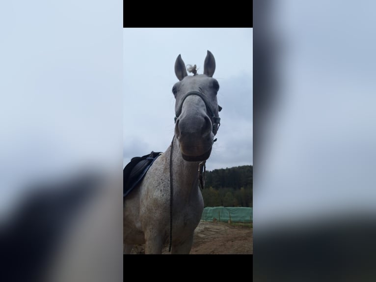 Ungarisches Sportpferd Wallach 12 Jahre 160 cm Fliegenschimmel in Sinabelkirchen