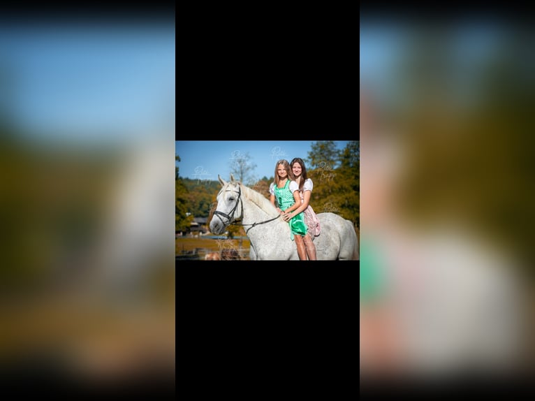 Ungarisches Sportpferd Wallach 12 Jahre 160 cm Fliegenschimmel in Sinabelkirchen