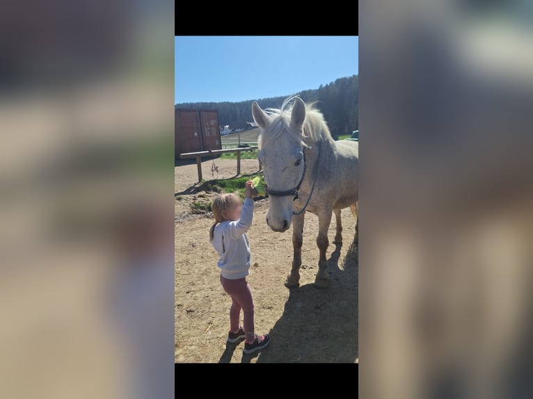 Ungarisches Sportpferd Wallach 12 Jahre 160 cm Fliegenschimmel in Sinabelkirchen