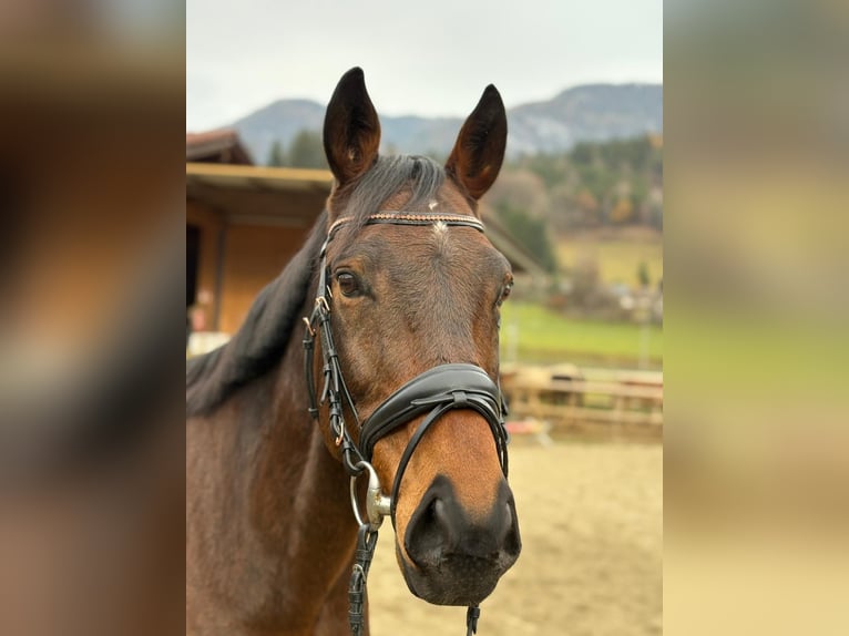 Ungarisches Sportpferd Wallach 12 Jahre 163 cm Brauner in Gummern