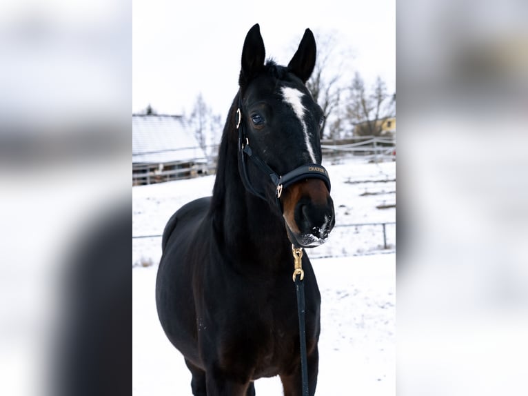 Ungarisches Sportpferd Wallach 12 Jahre 170 cm Dunkelbrauner in Zwettl Ungarisches Sportpferd Wallach 12 Jahre 170 cm Dunkelbrauner in Zwettl