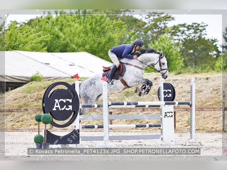 Ungarisches Sportpferd Wallach 12 Jahre 175 cm Schimmel in Nemesgulacs