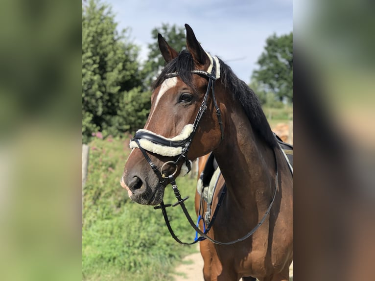 Ungarisches Sportpferd Wallach 12 Jahre 185 cm Brauner in TrainTrain