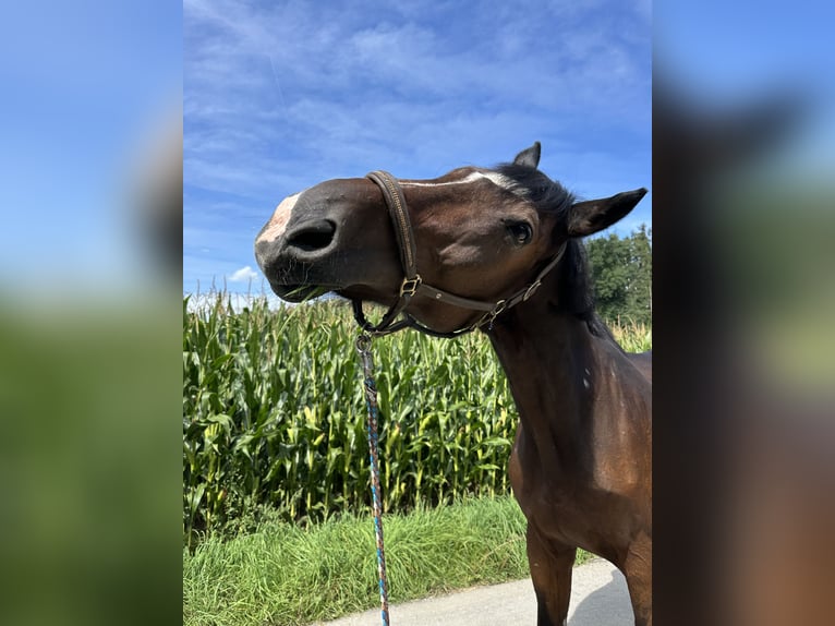 Ungarisches Sportpferd Wallach 12 Jahre 185 cm Brauner in TrainTrain