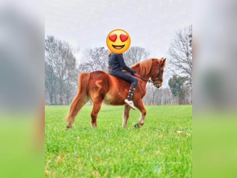 Ungarisches Sportpferd Wallach 13 Jahre 130 cm Fuchs in Rankweil