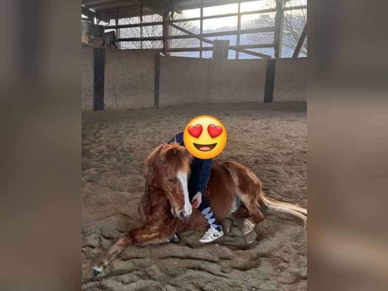 Ungarisches Sportpferd Wallach 13 Jahre 130 cm Fuchs in Rankweil
