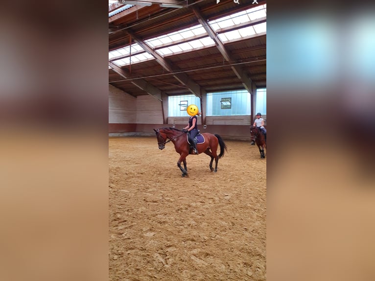 Ungarisches Sportpferd Wallach 13 Jahre 155 cm Brauner in Ahlen