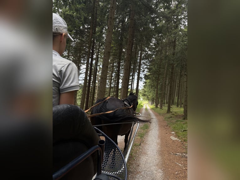 Ungarisches Sportpferd Wallach 13 Jahre 156 cm Dunkelbrauner in St. Georgen an der Gusen