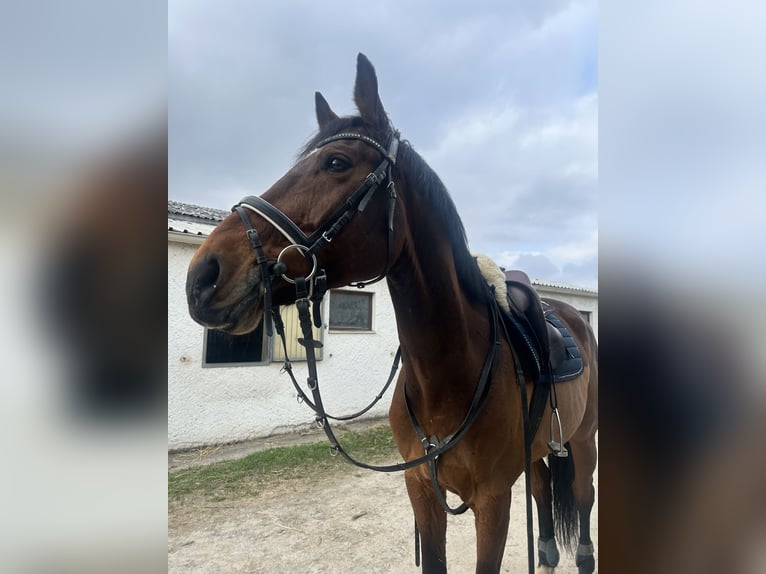 Ungarisches Sportpferd Wallach 13 Jahre 163 cm Brauner in Vlotho