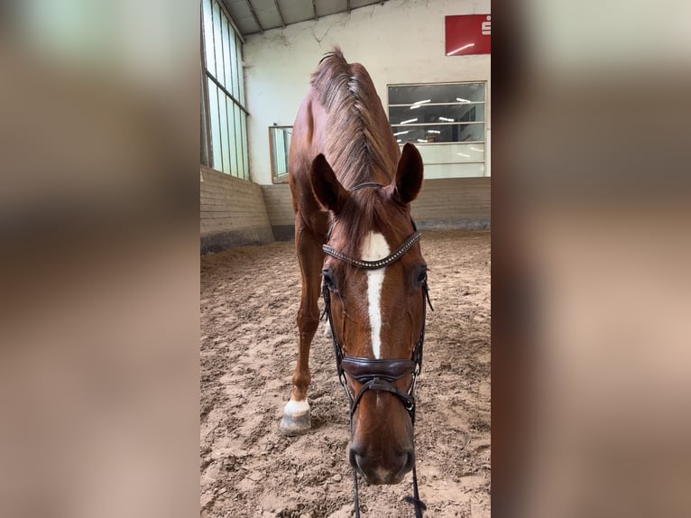 Ungarisches Sportpferd Wallach 13 Jahre 167 cm Fuchs in Esslingen am Neckar
