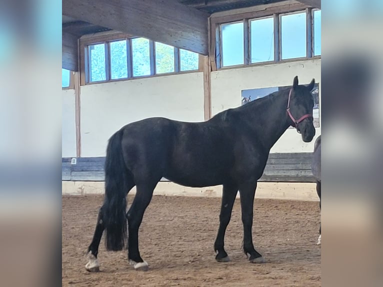 Ungarisches Sportpferd Wallach 13 Jahre 168 cm Rappe in Göttingen