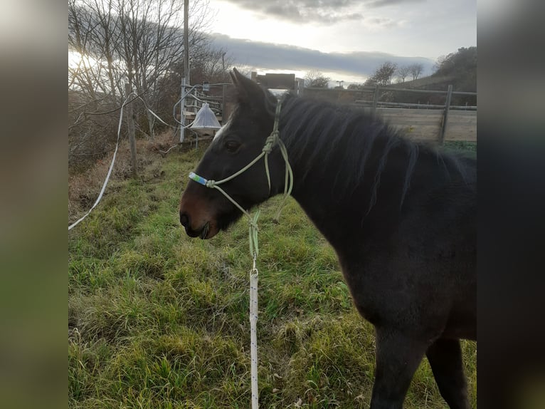 Ungarisches Sportpferd Mix Wallach 14 Jahre 148 cm Dunkelbrauner in Untermoos