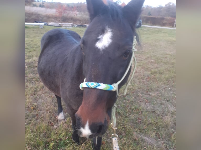 Ungarisches Sportpferd Mix Wallach 14 Jahre 148 cm Dunkelbrauner in Untermoos