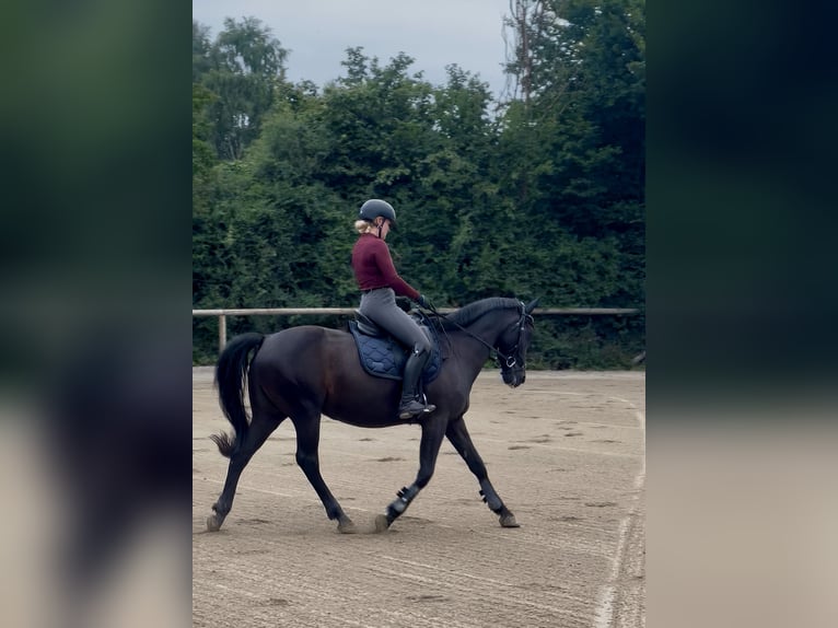 Ungarisches Sportpferd Mix Wallach 14 Jahre 154 cm Rappe in Neuching