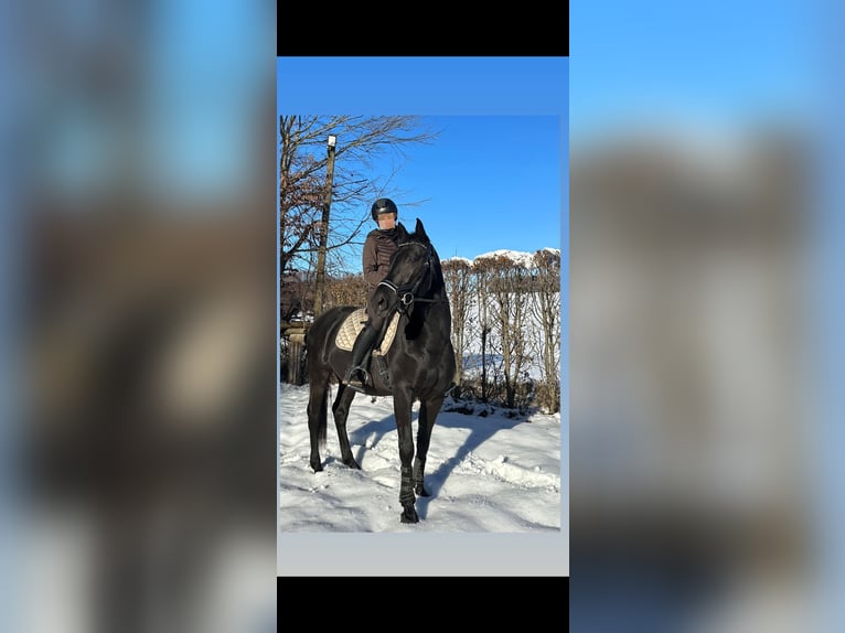 Ungarisches Sportpferd Wallach 14 Jahre 154 cm Rappe in Neuching