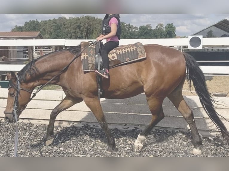 Ungarisches Sportpferd Wallach 14 Jahre 164 cm Dunkelbrauner in Zirndorf