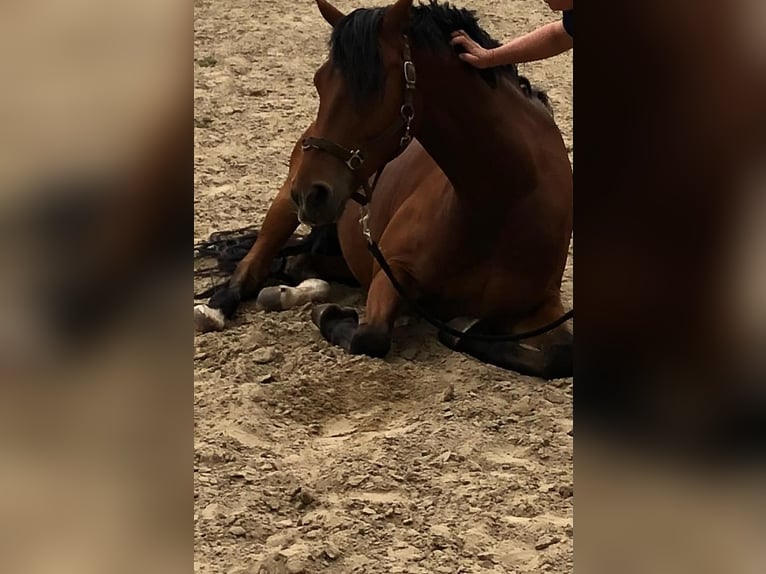 Ungarisches Sportpferd Wallach 14 Jahre 164 cm Dunkelbrauner in Zirndorf