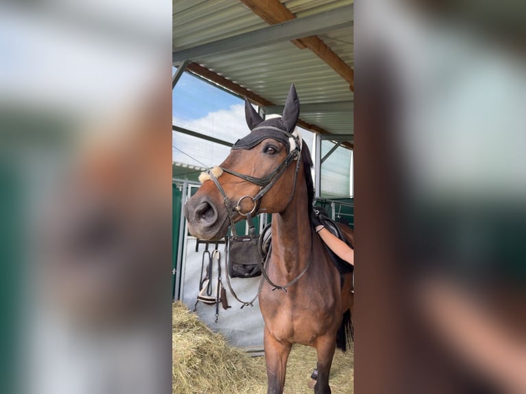 Ungarisches Sportpferd Wallach 14 Jahre 175 cm Brauner in Schladming