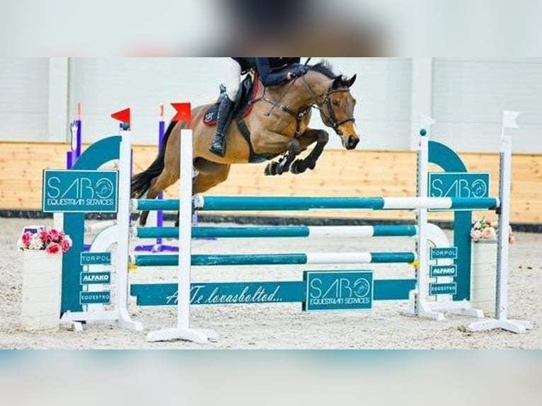 Ungarisches Sportpferd Wallach 14 Jahre  in Landgraaf