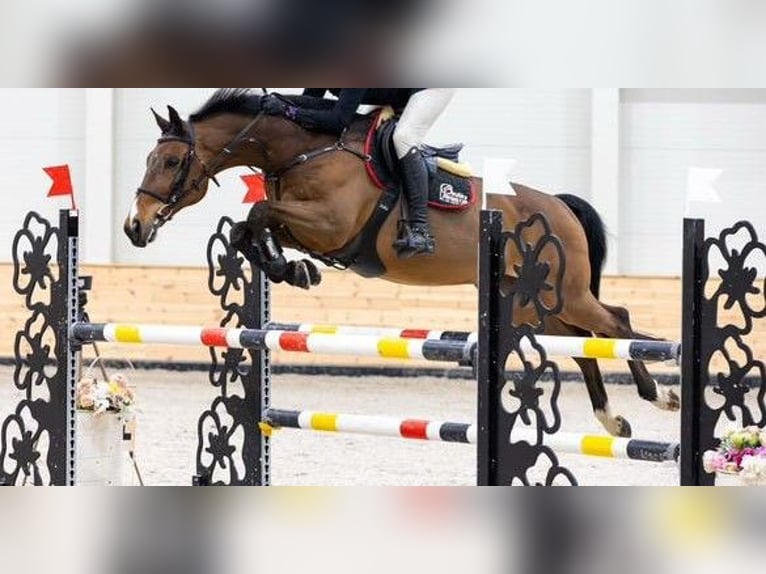 Ungarisches Sportpferd Wallach 14 Jahre  in Landgraaf