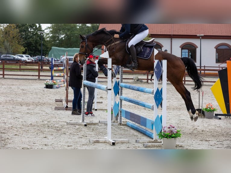 Ungarisches Sportpferd Wallach 14 Jahre  in Landgraaf