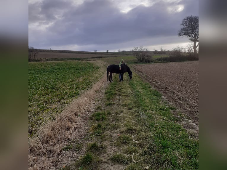 Ungarisches Sportpferd Mix Wallach 15 Jahre 148 cm Dunkelbrauner in Untermoos