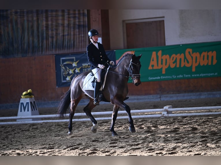 Ungarisches Sportpferd Wallach 15 Jahre 161 cm Brauner in Kumberg