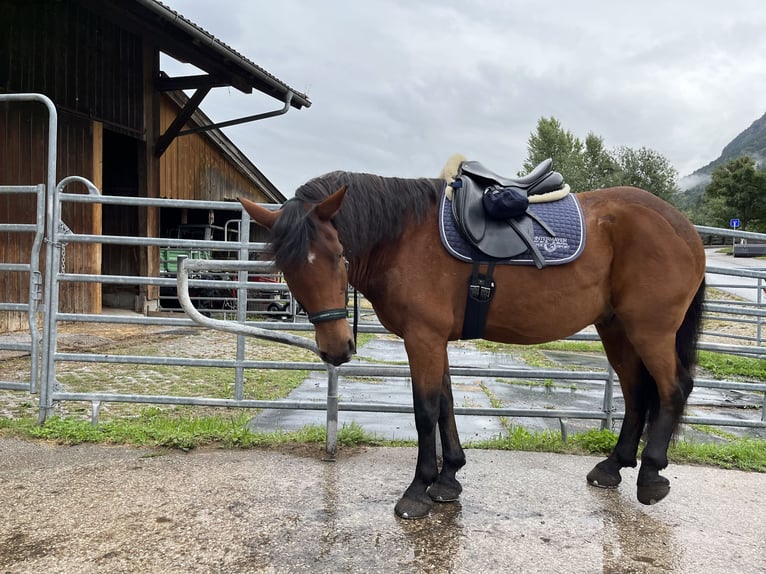 Ungarisches Sportpferd Mix Wallach 15 Jahre 163 cm Brauner in Passau