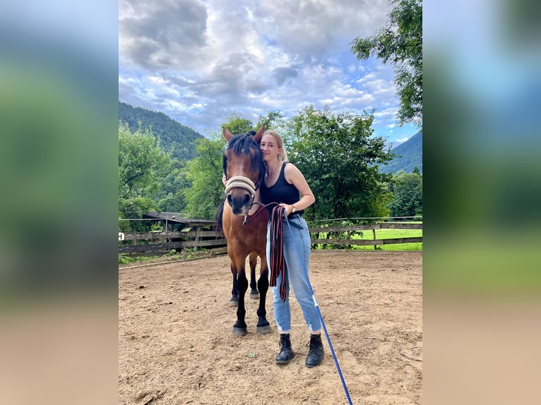 Ungarisches Sportpferd Mix Wallach 15 Jahre 163 cm Brauner in Passau
