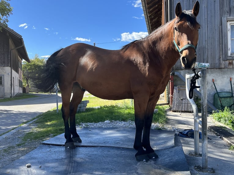 Ungarisches Sportpferd Mix Wallach 15 Jahre 163 cm Brauner in Passau