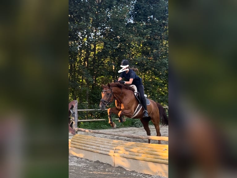 Ungarisches Sportpferd Wallach 15 Jahre 163 cm Fuchs in Kitzbühel
