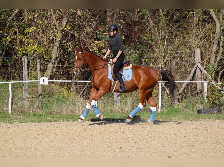 Ungarisches Sportpferd Wallach 15 Jahre 167 cm Rotbrauner in Bőny