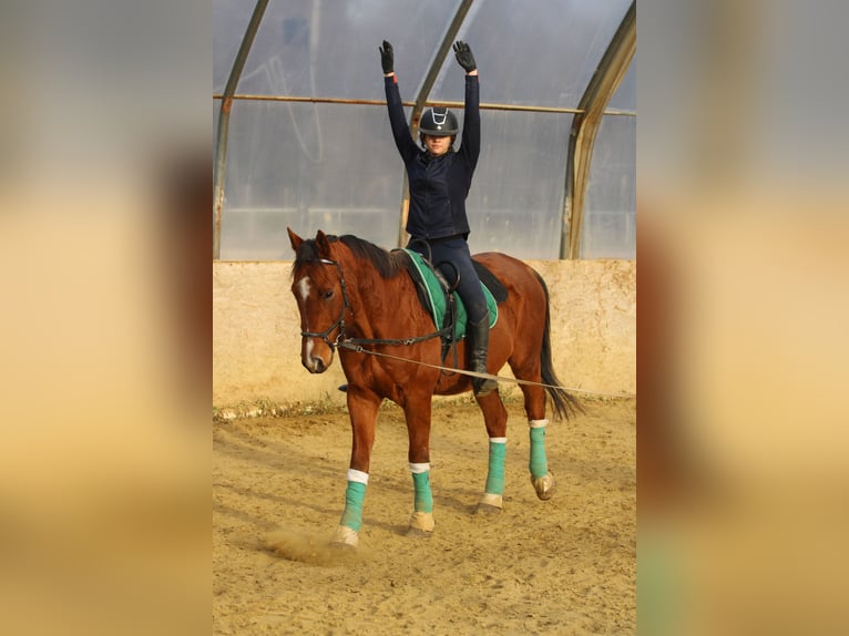 Ungarisches Sportpferd Wallach 15 Jahre 167 cm Rotbrauner in Bőny