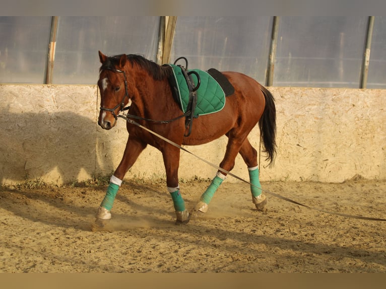 Ungarisches Sportpferd Wallach 15 Jahre 167 cm Rotbrauner in Bőny