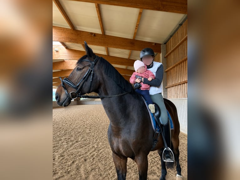 Ungarisches Sportpferd Wallach 15 Jahre 168 cm Brauner in Sieghartskirchen