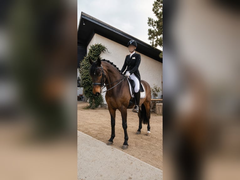 Ungarisches Sportpferd Wallach 15 Jahre 168 cm Brauner in Sieghartskirchen