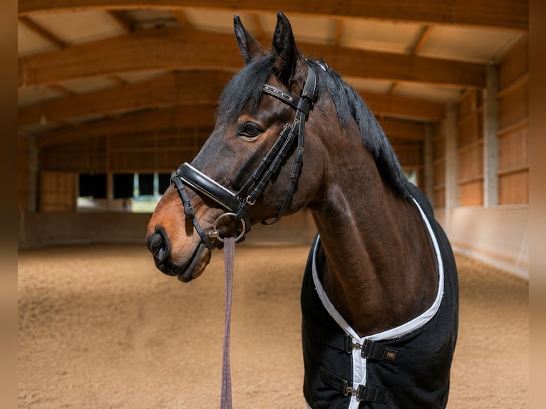 Ungarisches Sportpferd Wallach 15 Jahre 168 cm Brauner in Sieghartskirchen