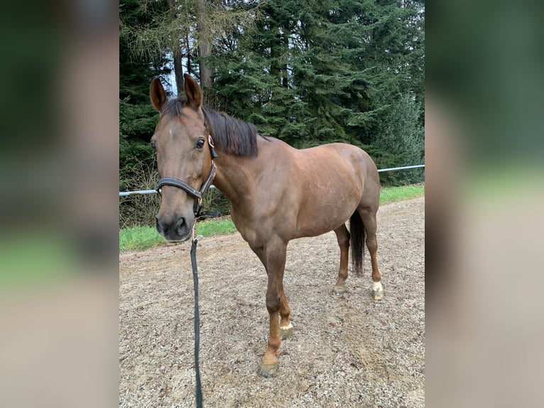 Ungarisches Sportpferd Wallach 16 Jahre 168 cm Brauner in Bad Herrenalb