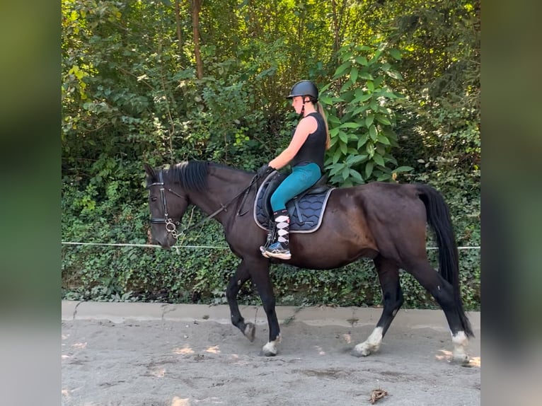 Ungarisches Sportpferd Wallach 16 Jahre 169 cm Rappe in Köflach