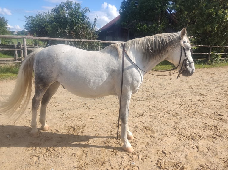 Ungarisches Sportpferd Wallach 17 Jahre 152 cm Schimmel in Mellatz
