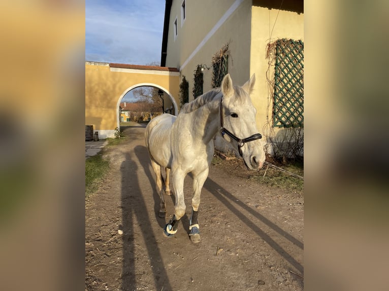 Ungarisches Sportpferd Wallach 17 Jahre 170 cm Schimmel in Walpersbach