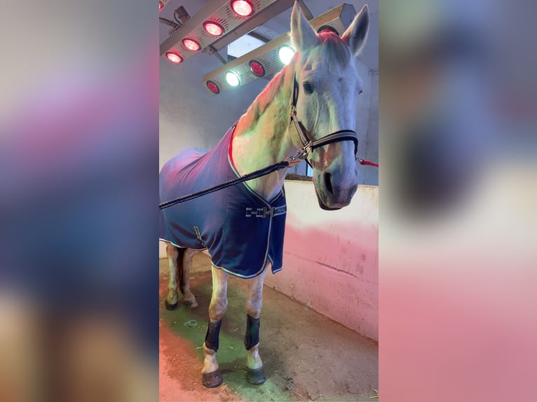 Ungarisches Sportpferd Wallach 17 Jahre 170 cm Schimmel in Walpersbach
