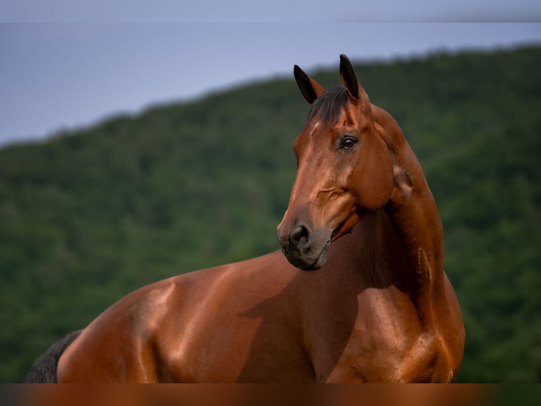 Ungarisches Sportpferd Wallach 17 Jahre 172 cm Brauner in Natschbach-Loipersbach