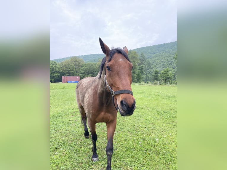 Ungarisches Sportpferd Wallach 17 Jahre 172 cm Brauner in Natschbach-Loipersbach