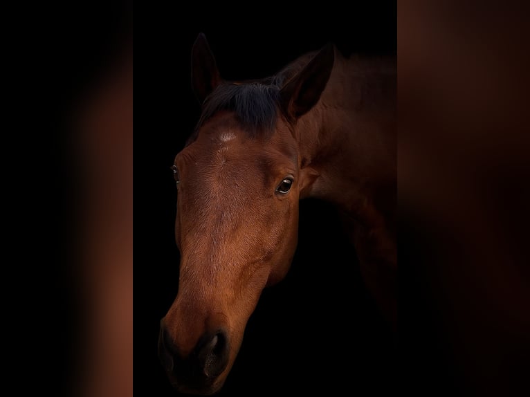 Ungarisches Sportpferd Wallach 17 Jahre 172 cm Brauner in Natschbach-Loipersbach