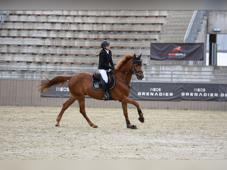 Ungarisches Sportpferd Wallach 17 Jahre 172 cm Dunkelfuchs in Debrecen
