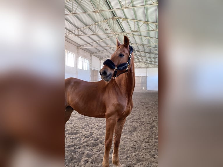 Ungarisches Sportpferd Wallach 17 Jahre 172 cm Dunkelfuchs in Debrecen