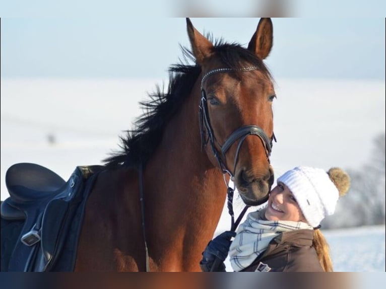 Ungarisches Sportpferd Wallach 17 Jahre 173 cm Brauner in Großrußbach
